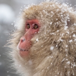 Japanese Winter Wildlife