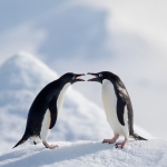 Antarctic wildlife