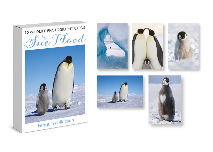 Penguin Photography Cards