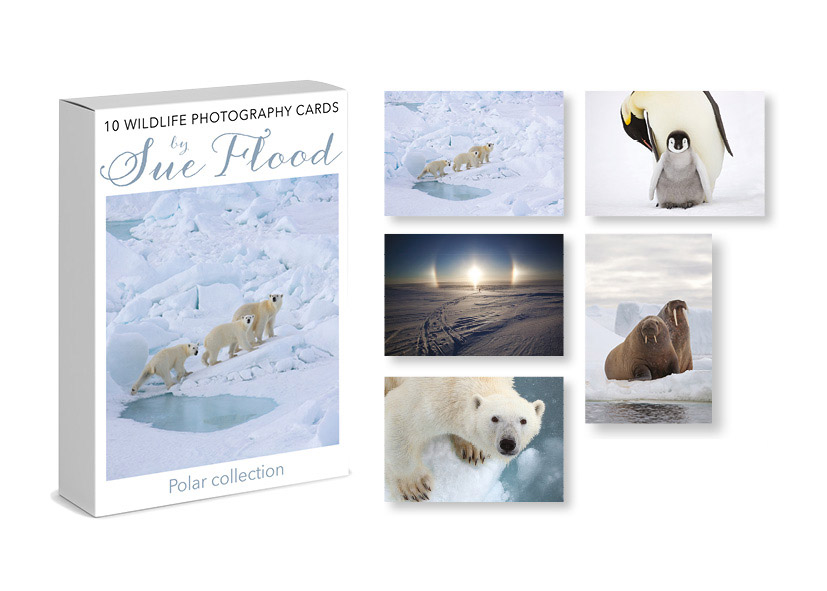 Polar Photography Cards