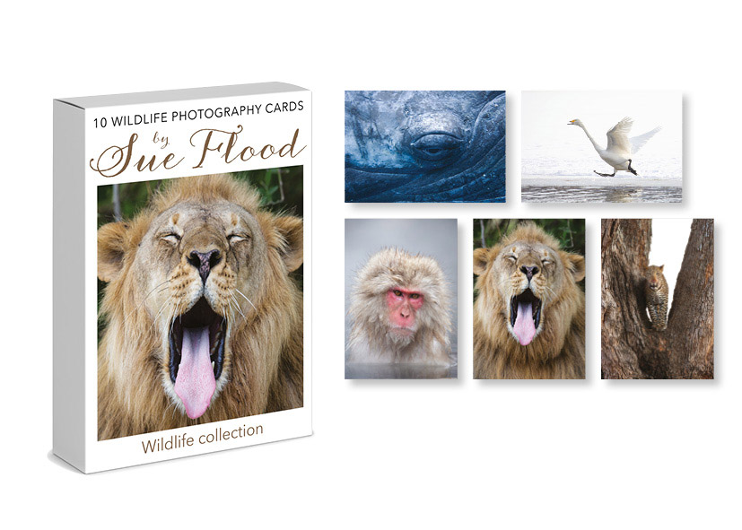Wildlife Photography Cards